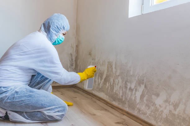 Licensed Mold Inspection service in Mickleton, NJ - WQB Mold Removal